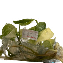 Load image into Gallery viewer, Anthurium Pterodactyl hybrid x Luxurians aurea variegated tissue culture plant with golden-yellow marbled leaves.