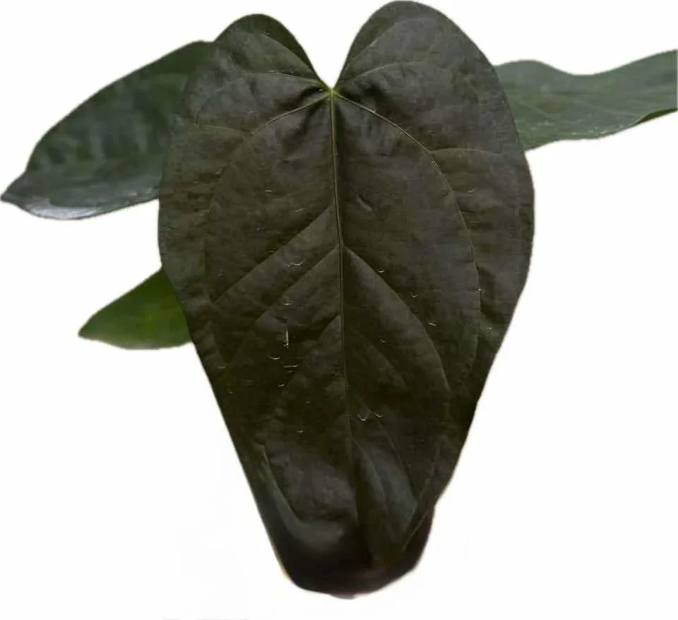 anthurium velvety heart Anthurium Queen of Heart (QOH) – TEG
