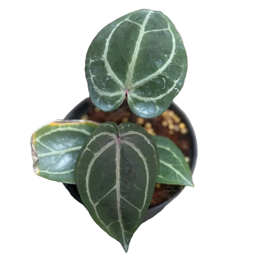 Anthurium Red Crystallinum (RC) | Bold Veined Velvet Leaf Beauty