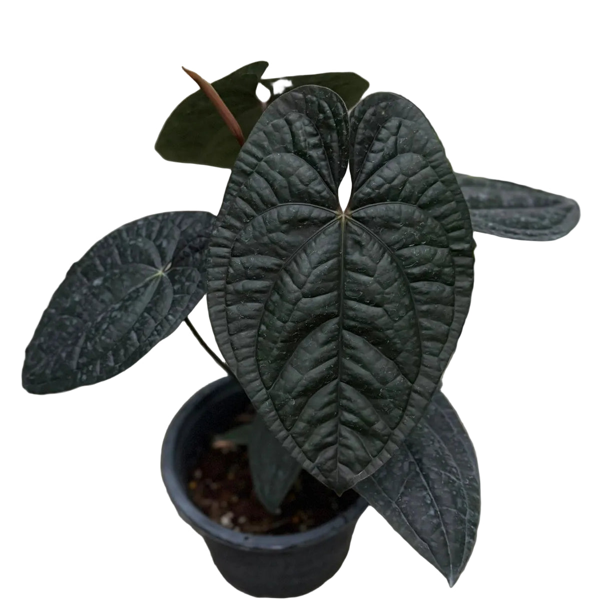 Anthurium Red Vein Dark Phoenix (RVDP) x Luxurians | Collector's