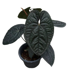 Load image into Gallery viewer, Anthurium Red Vein Dark Phoenix (RVDP) x Luxurians with dark quilted heart-shaped leaf and red veins.