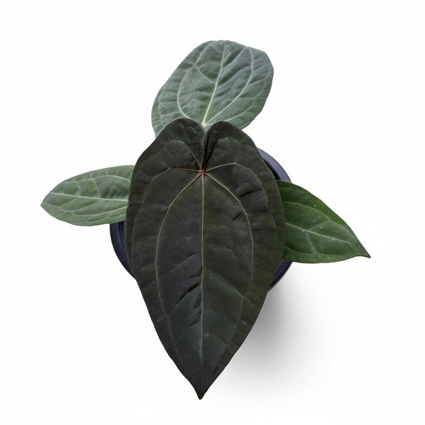 美！アンスリウムbvep ✖️red dark phoenix Anthurium Red Vein Dark Phoenix - Etsy