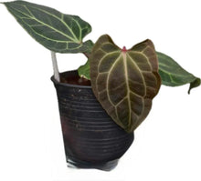 Load image into Gallery viewer, Anthurium besseae aff x besseae aff with dark velvety foliage and bright white veins