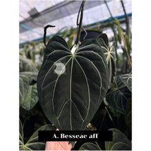 Load image into Gallery viewer, Anthurium besseae aff x luxurians with heart-shaped, dark green, quilted foliage.