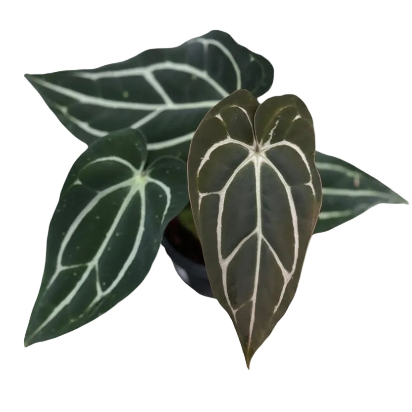 anthurium carlablackiae for sale Anthurium carlablackiae #3145