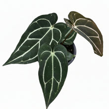 Load image into Gallery viewer, Anthurium carlablackiae selfing with elongated dark velvety leaves and bright white veins