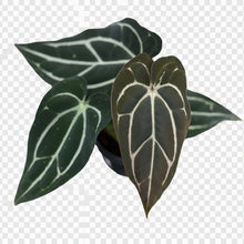Load image into Gallery viewer, Anthurium carlablackiae selfing with elongated dark velvety leaves and bright white veins