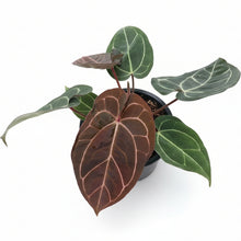 Load image into Gallery viewer, Anthurium carlablackiae x red crystallinum with velvety dark green leaves and bold pale veins.