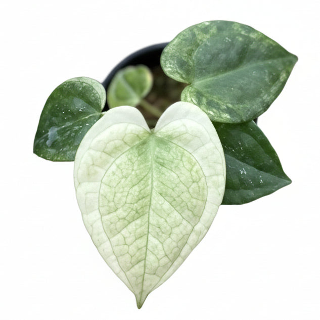 anthurium clarinervium kaufen Anthurium clarinervium 'White Monster' - TEG