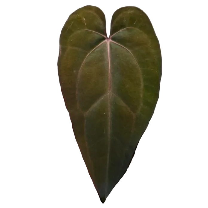 Anthurium Dressleri x Carlablackiae - TEG | Rare Velvet Hybrid