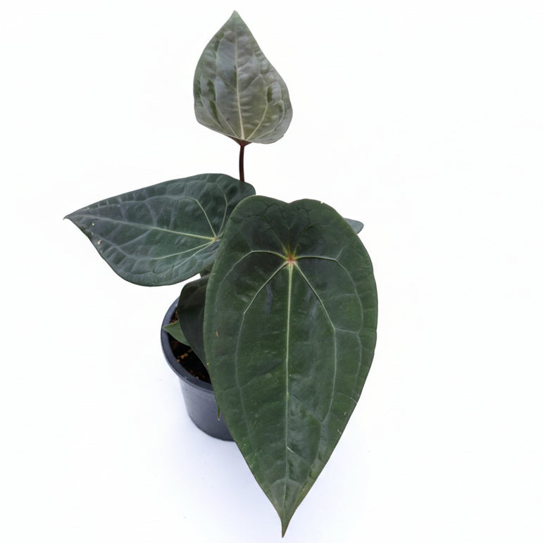 Anthurium Forgetii x RVDP - TEG | Rare Dark Hybrid Aroid – Thai
