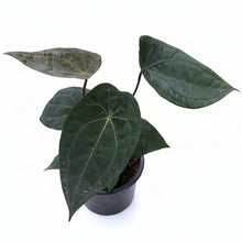 Load image into Gallery viewer, Anthurium forgetii x Red Vein Dark Phoenix with dark green velvety leaves and subtle red veins in nursery setting.