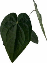 Load image into Gallery viewer, Anthurium forgetii x luxurians with quilted, dark green heart-shaped leaves.