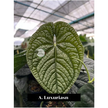 Load image into Gallery viewer, Large green leaf with 'A. Luxurians' text in a greenhouse setting