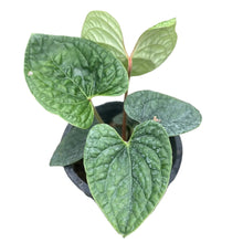 Load image into Gallery viewer, Seed-grown Anthurium luxurians with deeply bullate, quilted green leaves and compact growth habit.