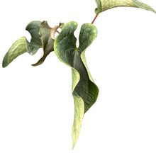 Load image into Gallery viewer, Anthurium Medusa with elongated twisting dark green leaves and pale undersides in a tropical plant collection.