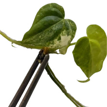 Load image into Gallery viewer, Anthurium (pedatoradiatum x crystallinum) aurea variegated cutting with bright yellow and green leaves held by tweezers