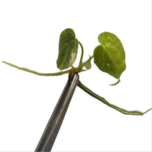 Load image into Gallery viewer, Anthurium (pedatoradiatum x crystallinum) aurea variegated cutting with bright yellow and green leaves held by tweezers