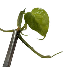 Load image into Gallery viewer, Anthurium (pedatoradiatum x crystallinum) aurea variegated cutting with bright yellow and green leaves held by tweezers