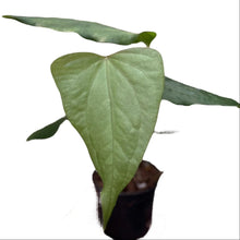 Load image into Gallery viewer, Anthurium prodactyl hybrid × nigrolaminum "Gigi" with elongated, heart-shaped green leaves in a small nursery pot.