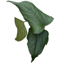 Load image into Gallery viewer, Anthurium prodactyl hybrid × nigrolaminum "Gigi" with elongated, heart-shaped green leaves in a small nursery pot.