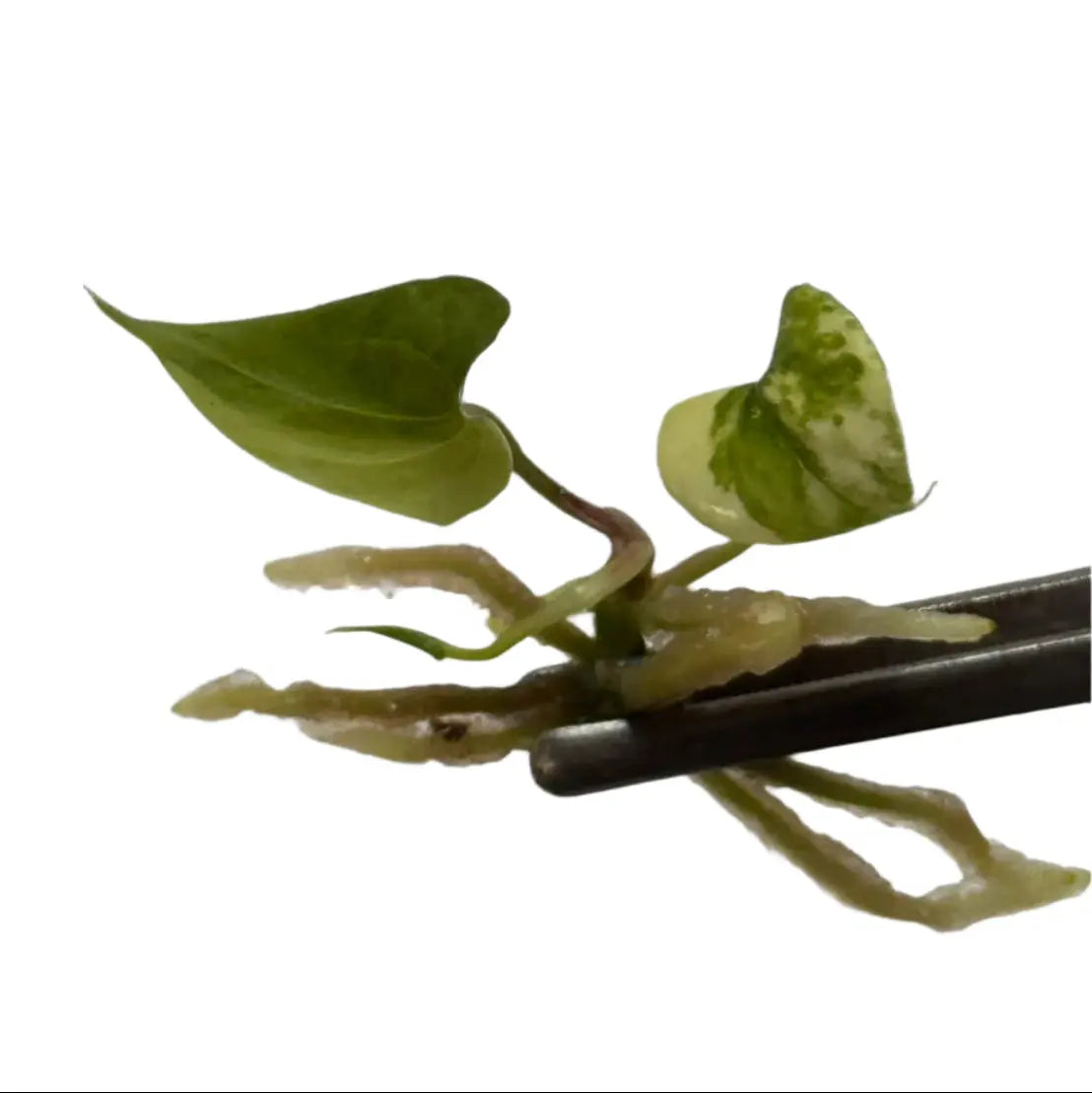 anthurium pterodactyl parents Anthurium pterodactyl hybrid x nigrolaminum "Gigi" variegated (Tissue  Culture)