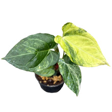 Load image into Gallery viewer, Anthurium Queen Crystallinum Aurea Hybrid with heart-shaped leaves and bright yellow-green aurea variegation.