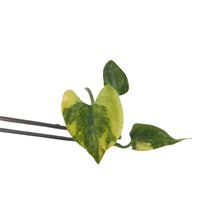 Load image into Gallery viewer, Variegated Anthurium Queen Crystallinum × Forgetti × Papillaminum with heart-shaped velvet leaves, grown from tissue culture