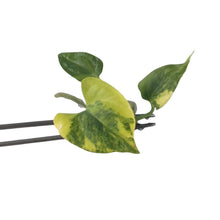 Load image into Gallery viewer, Variegated Anthurium Queen Crystallinum × Forgetti × Papillaminum with heart-shaped velvet leaves, grown from tissue culture