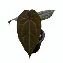 Load image into Gallery viewer, Anthurium red crystallinum x Red Vein Dark Phoenix (RVDP) with dark, velvety heart-shaped leaves and red venation.