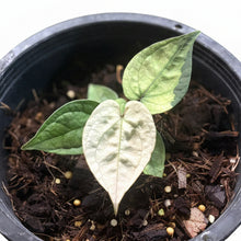 Load image into Gallery viewer, Anthurium forgetii x luxurians mint variegated (white moon) with minty cream variegated heart-shaped leaves.