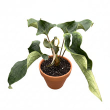 Load image into Gallery viewer, Anthurium Medusa with elongated twisting dark green leaves and pale undersides in a tropical plant collection.
