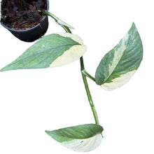 Load image into Gallery viewer, Epipremnum cebu blue albo variegated with silvery-blue and creamy white marbled leaves in a black pot