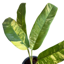 Load image into Gallery viewer, Epipremnum giganteum tricolor with elongated green leaves and cream-yellow variegation in a pot