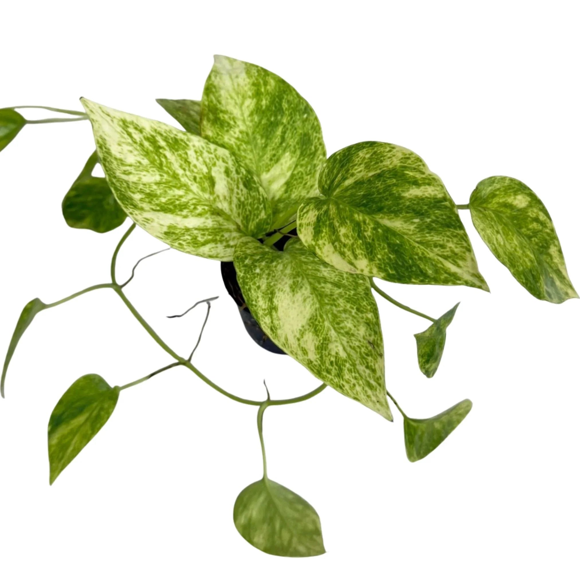 golden queen pothos Epipremnum Aureum Golden Pothos Indoor Plant 10cm Pot