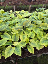 Load image into Gallery viewer, Homalomena Amber Sunset with large, heart-shaped leaves in amber and green tones