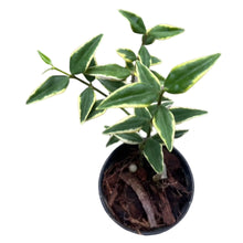 Load image into Gallery viewer, Hoya bella 'outer' variegated