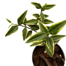Load image into Gallery viewer, Hoya bella 'outer' variegated