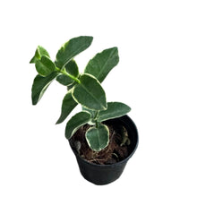 Load image into Gallery viewer, Hoya cumingiana albomarginata with thick green leaves and white margins in a black pot