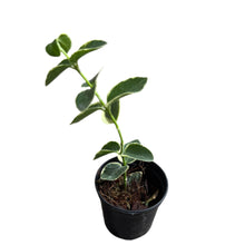 Load image into Gallery viewer, Hoya cumingiana albomarginata with thick green leaves and white margins in a black pot