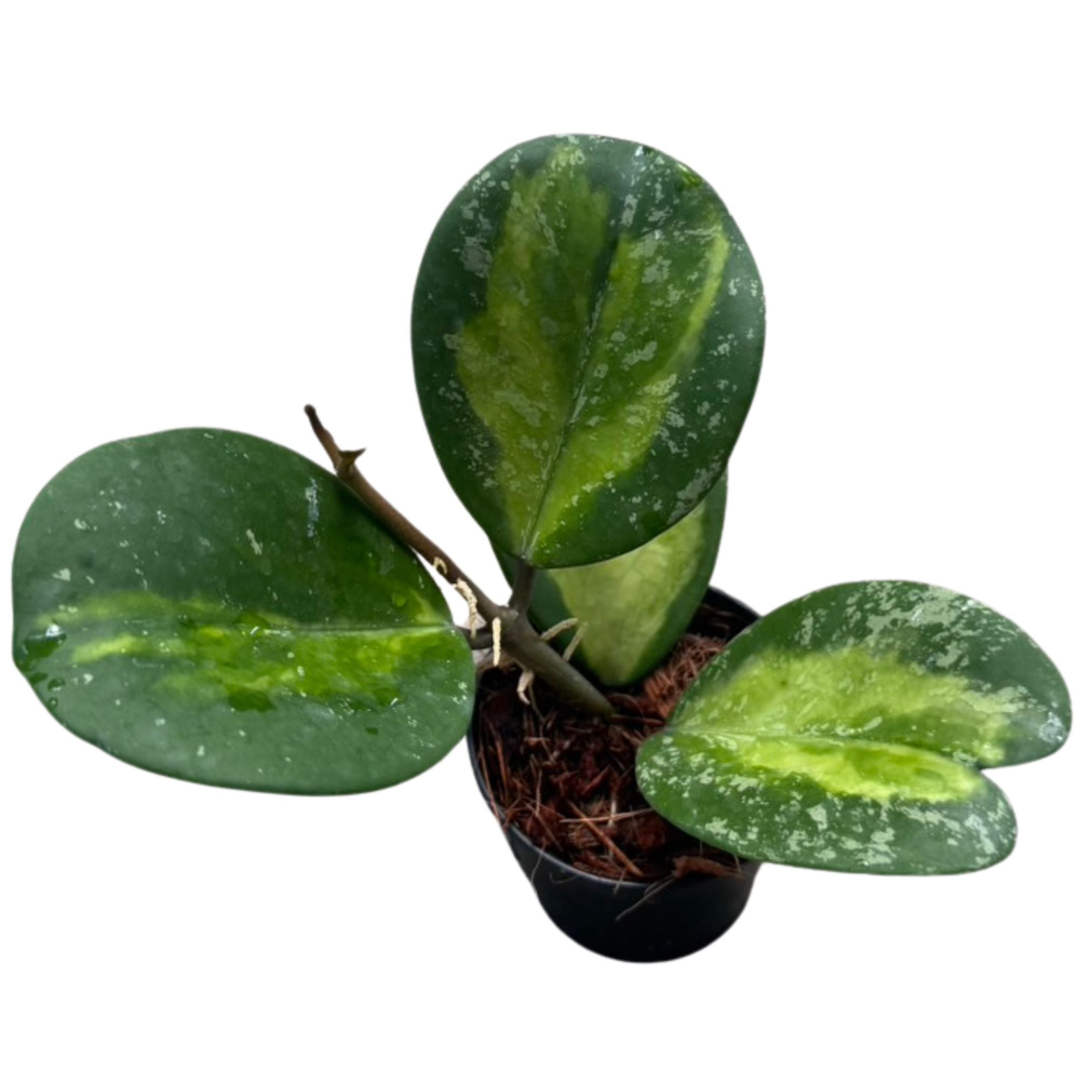 Hoya obovata variegata 'Splash' NEW!