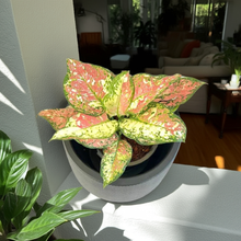 Load image into Gallery viewer, Aglaonema Anyamanee tricolor