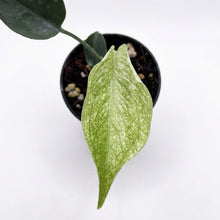 Load image into Gallery viewer, Monstera Devil Monster with mint-white speckled variegation on elongated green leaves.