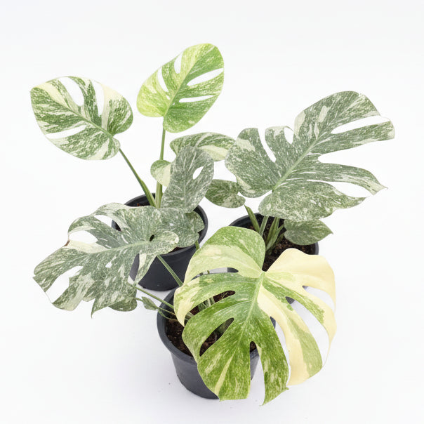Monstera Green Snow – TEG | Rare Variegated Aroid – Thai Exotic