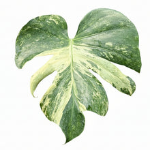 Load image into Gallery viewer, Variegated Monstera Masterpiece plant with marbled green-and-cream juvenile leaves.