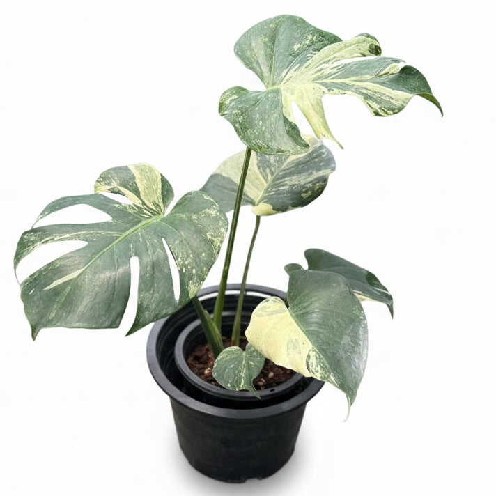 Monstera Masterpiece - TEG | Rare Collector Monstera – Thai Exotic