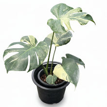 Load image into Gallery viewer, Variegated Monstera Masterpiece plant with marbled green-and-cream juvenile leaves.