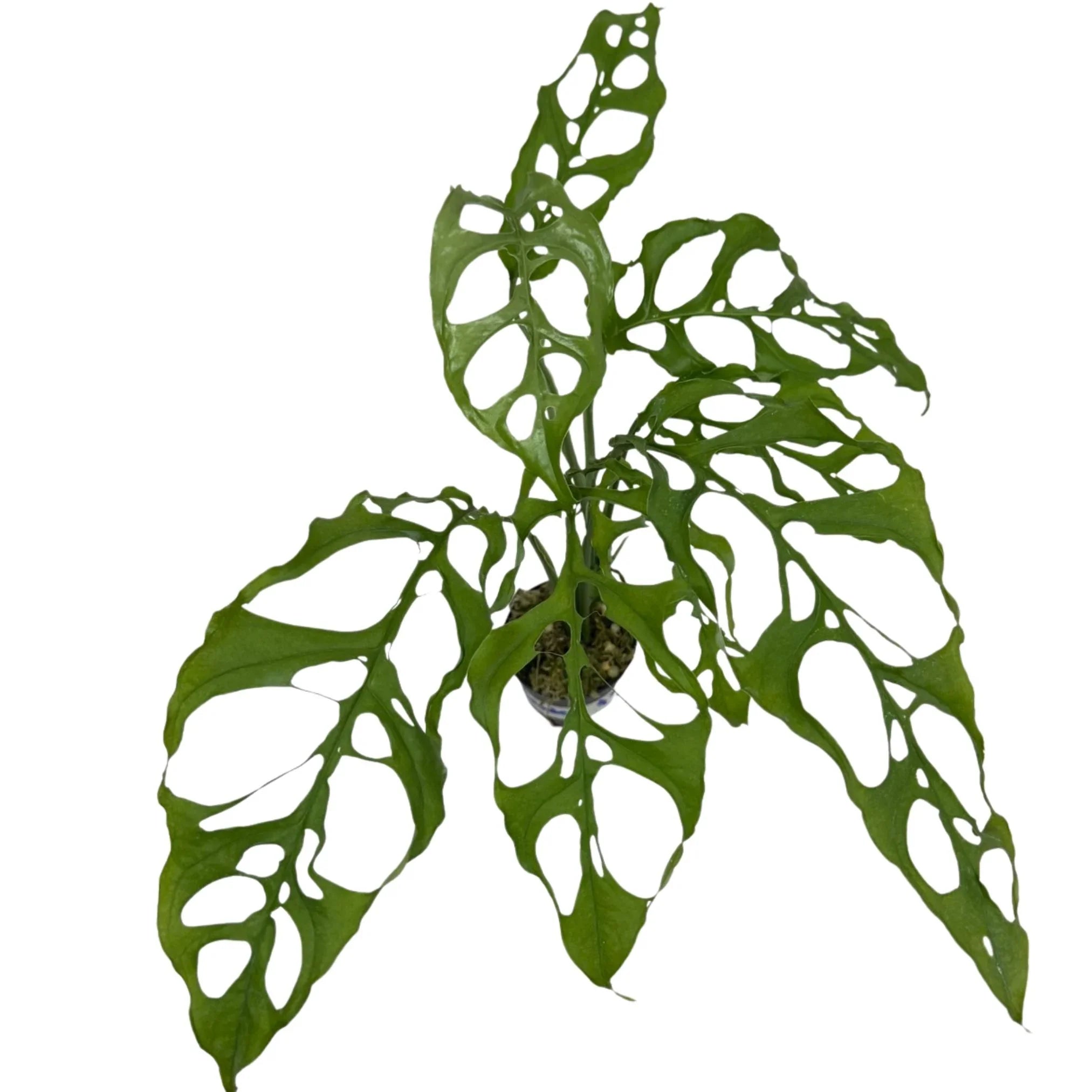 monstera obliqua Monstera Obliqua Peru – TEG