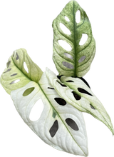 Load image into Gallery viewer, Monstera adansonii giant mint variegated with fenestrated white and green leaves