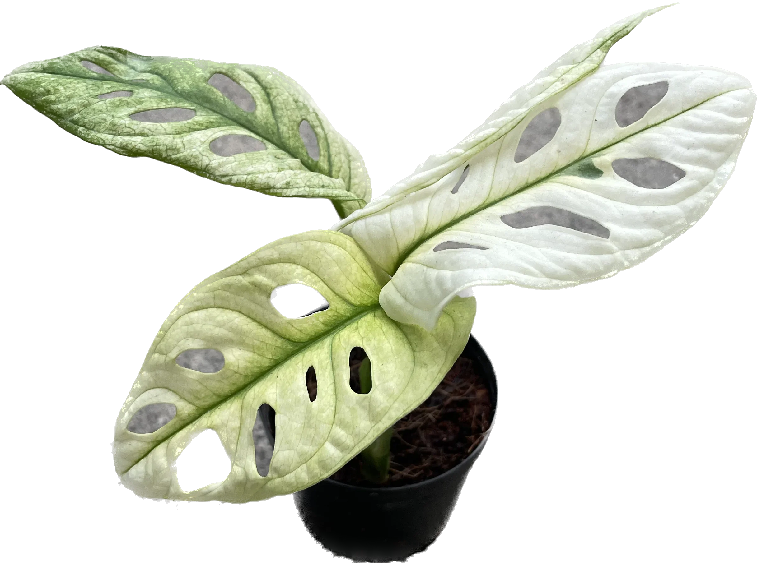 monstera adansonii archipelago for sale Monstera Adansonii Giant Albo/Mint Variegated Plant